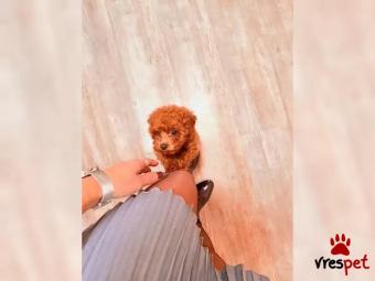 Ράτσα: Κανίς Βερικοκί - Caniche apricot | Ηλικία: 3 μηνών | Φύλο: Αρσενικό | Αρ. Microchip: 46595884995 | Ιδιώτης | Εκπαιδευμένο | Pedigree | Περιοχή: Αττική
